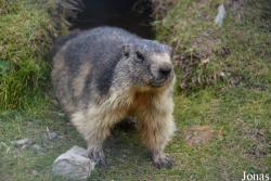 Marmottes Paradis