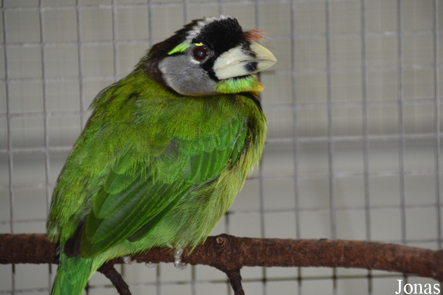 Kölner Zoo