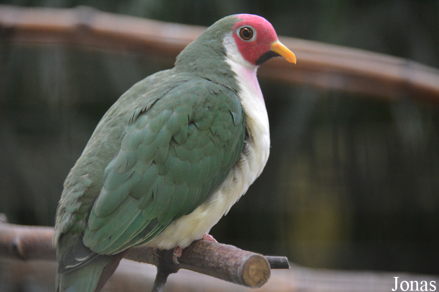 Kölner Zoo