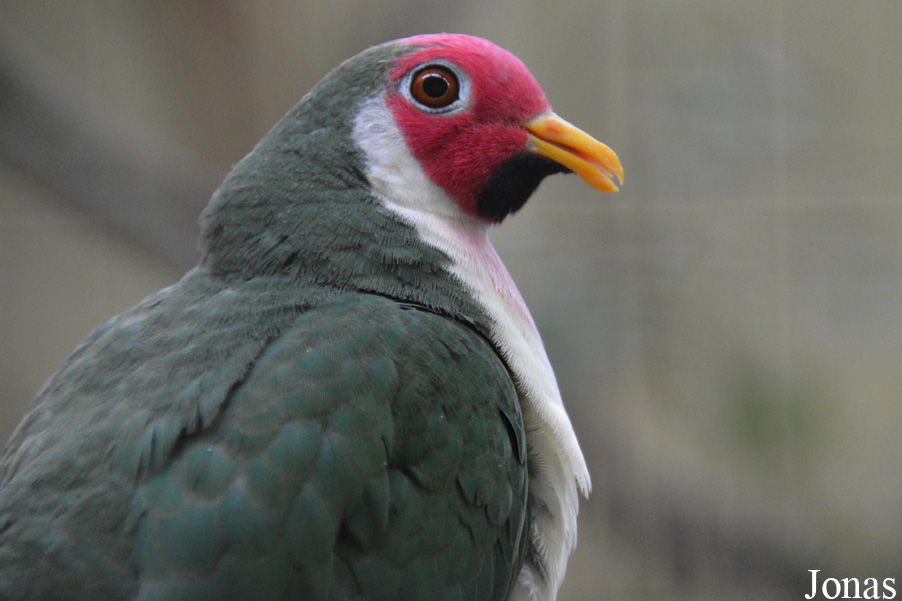 Kölner Zoo