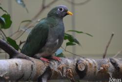 Kölner Zoo
