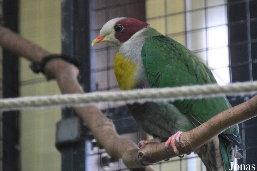 Kölner Zoo