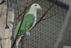 Ptilinopus regina