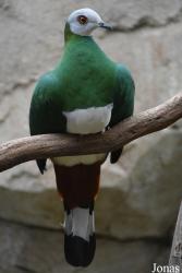 Kölner Zoo