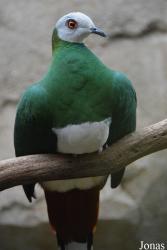Kölner Zoo