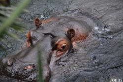 Kölner Zoo