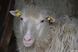 Mouton Weiße hornlose Heidschnucke