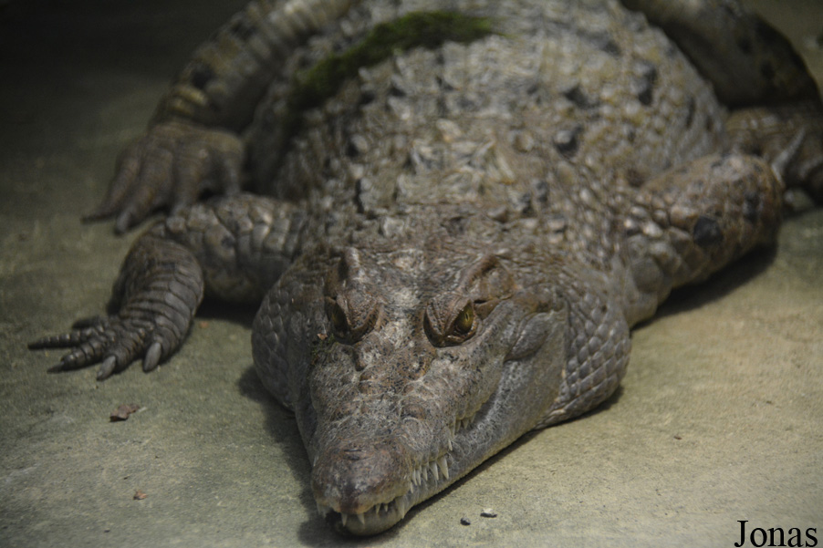 Kölner Zoo