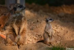 Kölner Zoo