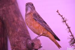 Vogelschau Ornika