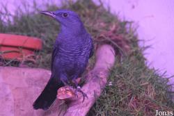 Vogelschau Ornika