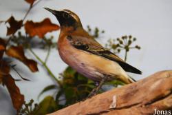 Oenanthe seebohmi