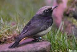 Oenanthe lugubris