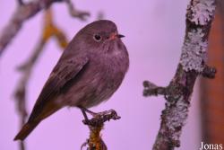 Vogelschau Ornika