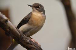 Vogelschau Ornika