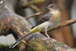 Motacilla cinerea