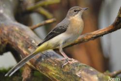 Vogelschau Ornika