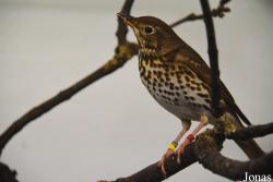Vogelschau Ornika