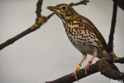 Vogelschau Ornika