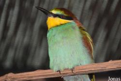 Vogelschau Ornika