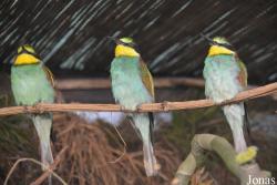 Vogelschau Ornika