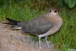 Vogelschau Ornika