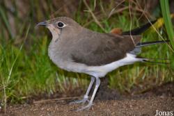 Vogelschau Ornika