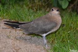 Vogelschau Ornika