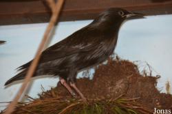 Vogelschau Ornika