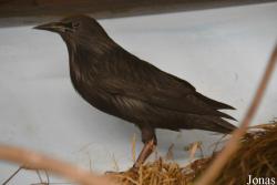 Vogelschau Ornika