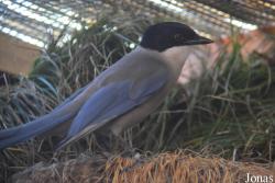 Cyanopica cooki