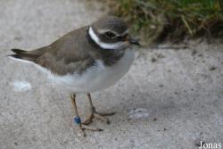 Vogelschau Ornika