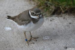 Vogelschau Ornika