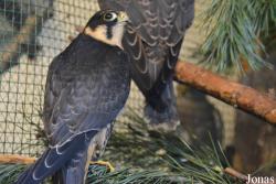 Vogelschau Ornika