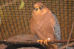 Vogelschau Ornika