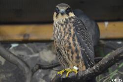 Vogelschau Ornika
