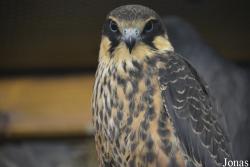 Vogelschau Ornika