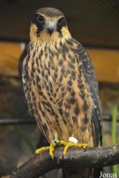 Vogelschau Ornika