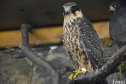 Vogelschau Ornika
