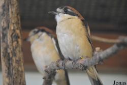Vogelschau Ornika
