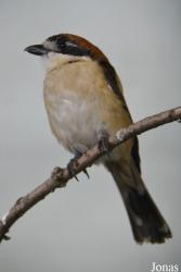 Vogelschau Ornika