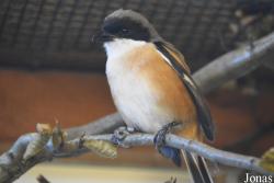 Vogelschau Ornika