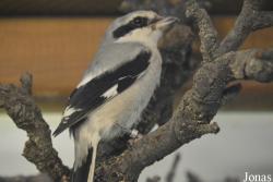Lanius excubitor