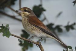 Vogelschau Ornika