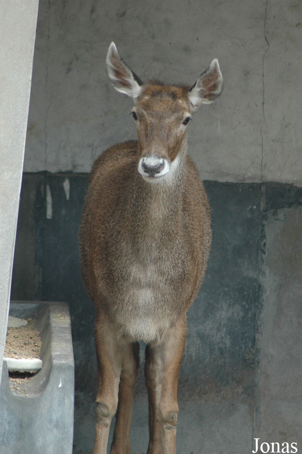Chengdu Zoo
