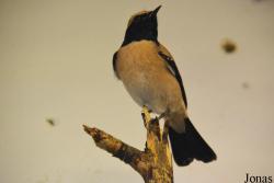 Vogelschau Ornika