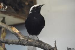Vogelschau Ornika