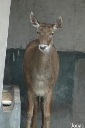 Chengdu Zoo