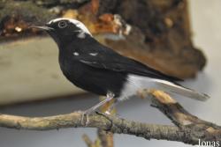 Vogelschau Ornika