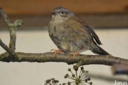 Vogelschau Ornika